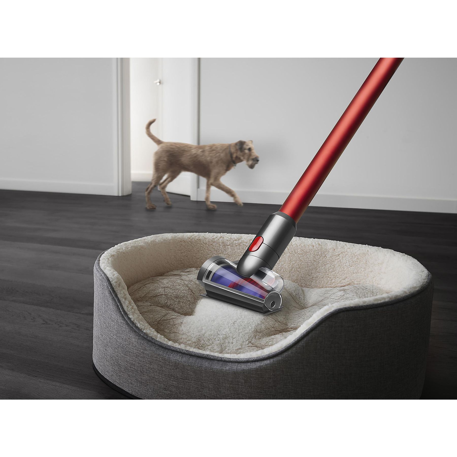 DYSON Outsize Absolute Stielsauger, Akkubetrieb, 610 Watt